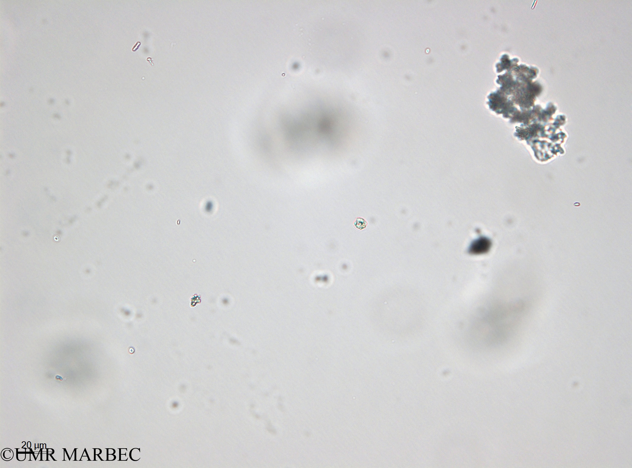 phyto/Bizerte/bizerte_bay/RISCO April 2014/Nanoflagellé 12 (cf Rhodomonas- 140729 -2)(copy).jpg